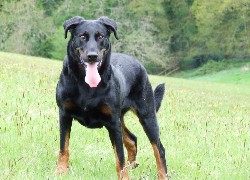 Duży, piękny, Beauceron