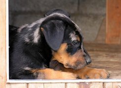 Słodki, szczeniak, Beauceron