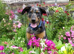 Młody, Owczarek francuski Beauceron, ogród