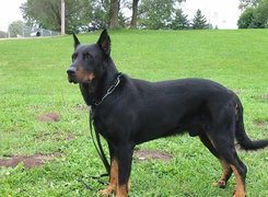 Owczarek francuski Beauceron, trawa