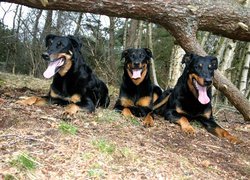 Trzy, Beaucerony, przewrócone, drzewo