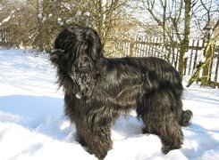 Futrzak, Briard