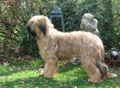 Owczarek francuski Briard