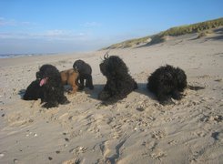 Owczarki francuskie Briard, plaża