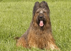 Owczarek francuski Briard