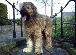 Jasny, Owczarek francuski Briard