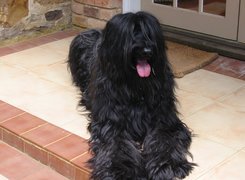 Czarny, Briard