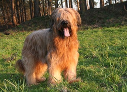 Owczarek francuski Briard, język