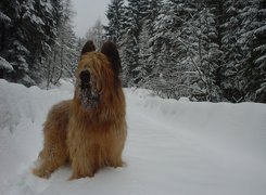 Owczarek francuski Briard, śnieg, choinki