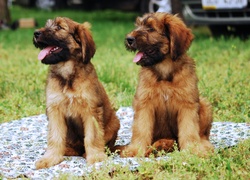 Owczarek francuski Briard, szczenięta