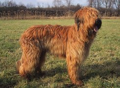 Owczarek francuski Briard, płowe, umaszczenie