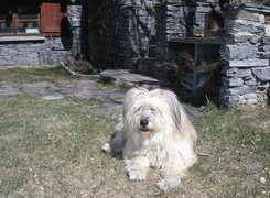 Owczarek pirenejski, Berger des Pyrénées