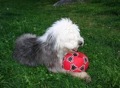 Owczarek staroangielski Bobtail, czerwona, piłka