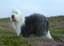 Owczarek staroangielski Bobtail, łąka