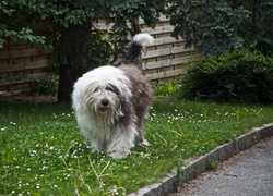 Owczarek staroangielski Bobtail, trawnik