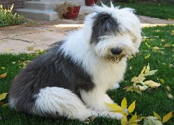 Owczarek staroangielski Bobtail, trawa, liście