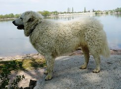 Owczarek węgierski Kuvasz, woda