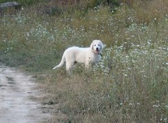 Biały, Owczarek węgierski Kuvasz