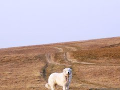 Owczarek węgierski Kuvasz, pole