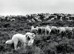 Owczarki węgierskie Kuvasz, stado, owce