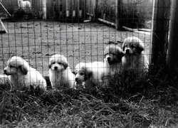 Szczeniaki, Owczarek węgierski Kuvasz