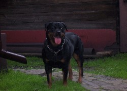 Rottweiler, Obroża