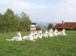 Białe Owczarki Szwajcarskie, trawa, dach, komin