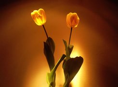 Dwa, żółte, Tulipany