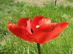Czerwony, Tulipan
