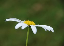 Złocień właściwy, Białe, Płatki, Margerytka