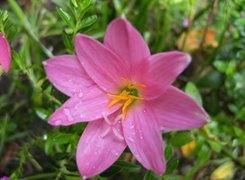 Różowo-liliowy, Zefirant