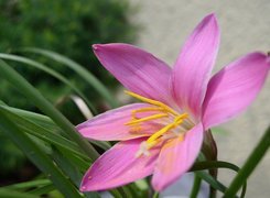 Kwiat, Zephyranthes Rosea