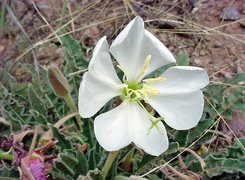 Oenothera