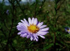 Aster