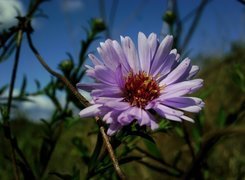 Aster, kwiatostan