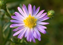 Aster