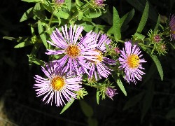 Aster, Zielone, Listki