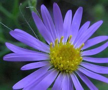 Aster