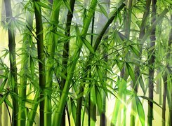 Kwitnący, Bambus