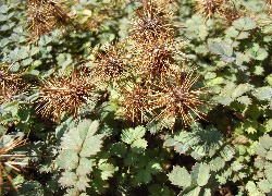 Zielone, Listki, Acena Buchanana