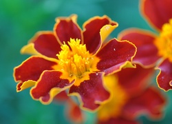 Aksamitka, Tagetes