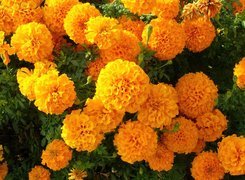 Aksamitka wyniosła, Tagetes erecta