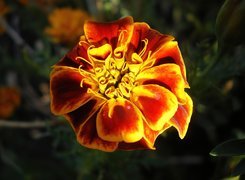 Tagetes patula