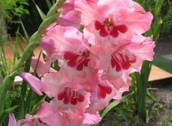 Gladiolus