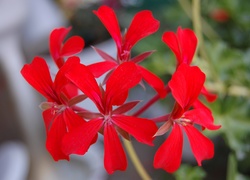 Verbena hybrida