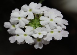 Werbena ogrodowa, Białe, Kwiatki