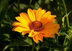 Helianthus