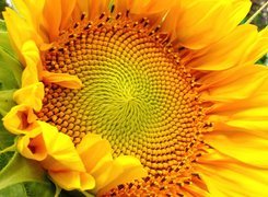 Kwiat, Słonecznika