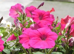 Różowa, Petunia ogrodowa