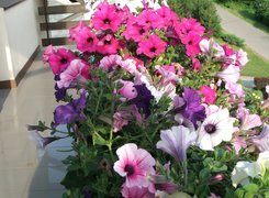 Petunia ogrodowa, Balkon